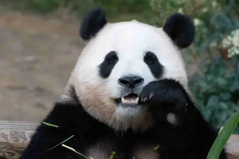 A Global Quest -- Where to See Giant Pandas Outside of China