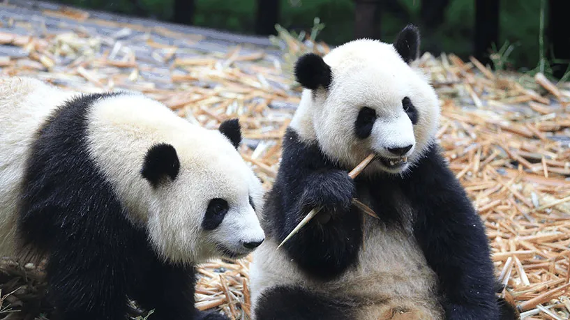 What Makes Chengdu Panda Base Unique?