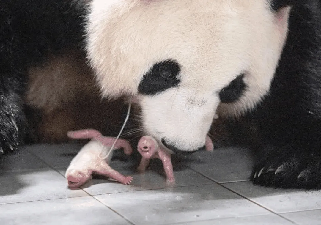 Why Are We So Obsessed with Giant Pandas?