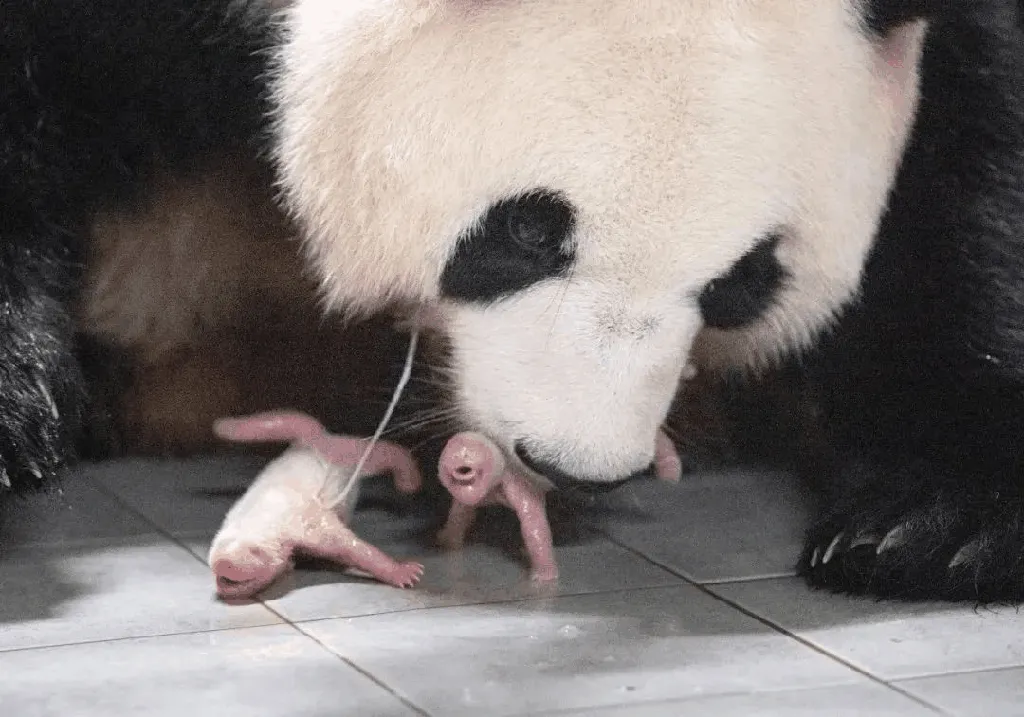 Why Are We So Obsessed with Giant Pandas?