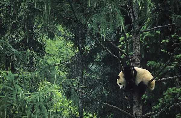 What Makes China's National Parks Unique?