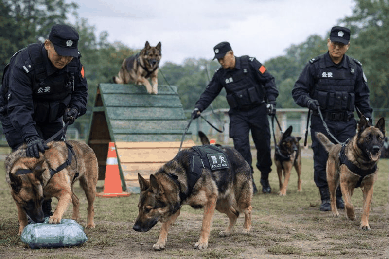 Chinese police dogs undergo standardized K9 training with handlers in an outdoor training field.
